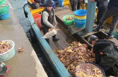 青岛海边爆料最新消息,惊现神秘海生物引发热议